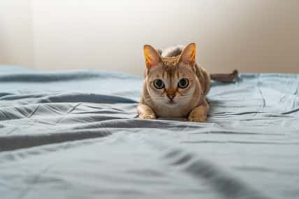 Singapura cat playing on blue/gray background. Animal photo. Stockholm. Sweden.