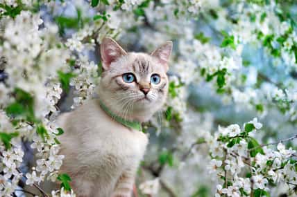 Beautiful cat with blue eyes at the blooming cherry tree