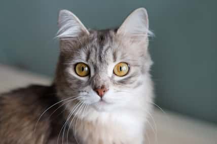 Charming gray fluffy cat with yellow eyes sits and looks at the camera.