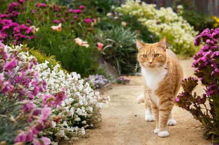 Red tabby cat walking down a decomposed granite pathway surrounded by blooming flowers