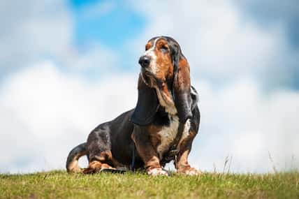 Basset hound dog sitting on the top of the hill