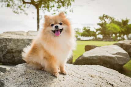 pomeranian spitz smiling watch the evening sun.