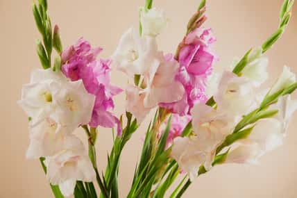 Closeup picture of beautiful bouquet of gladiolus flowers against beige background