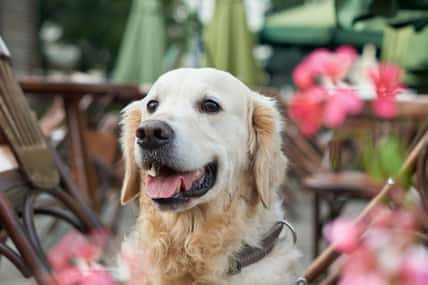 Happy young adorable golden retriever puppy dog sitting near wooden chairs and red flowers in street pets friendly cafe. Adventures outdoor travel concept. Copy space background.
