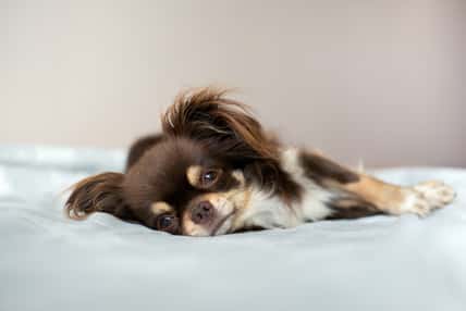 otsphoto - stock.adobe.com - illustrative purposes only, not the actual dog