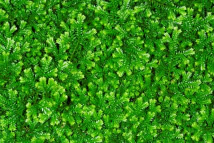 Selaginella kraussiana, sometimes known by the common names Krauss' spikemoss