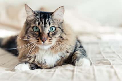 cat lying on bed
