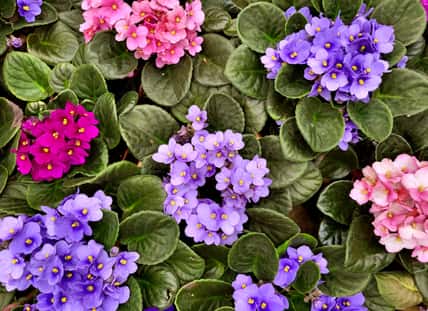 African violet flower background, for florist and summer design