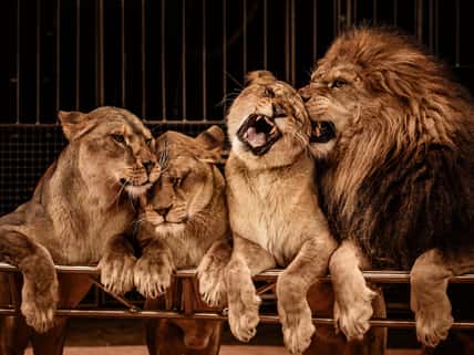 Lion and three lioness