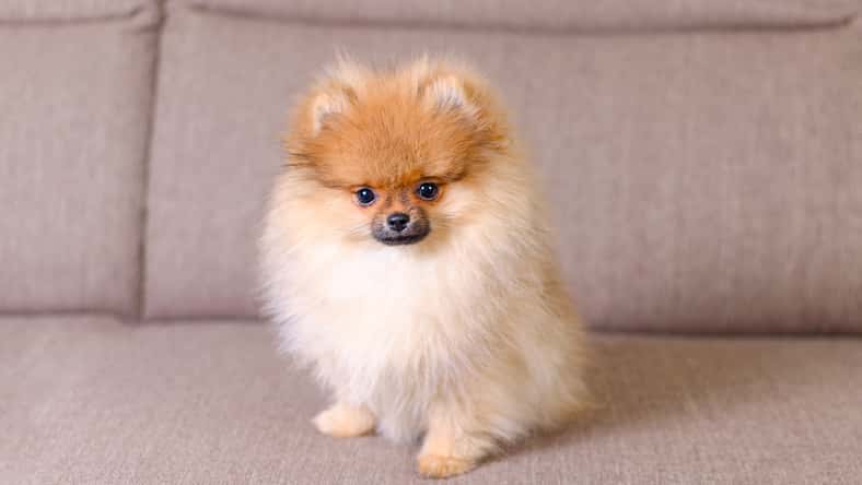 nadisja - stock.adobe.com - illustrative purposes only, not the actual dog