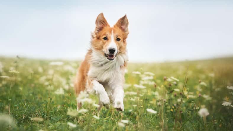 ksuksa - stock.adobe.com - illustrative purposes only, not the actual dog