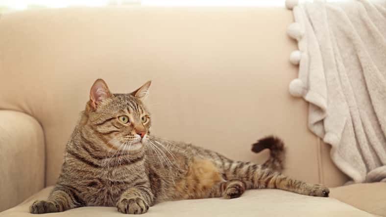 Africa Studio - stock.adobe.com - illustrative purposes only, not the actual cat