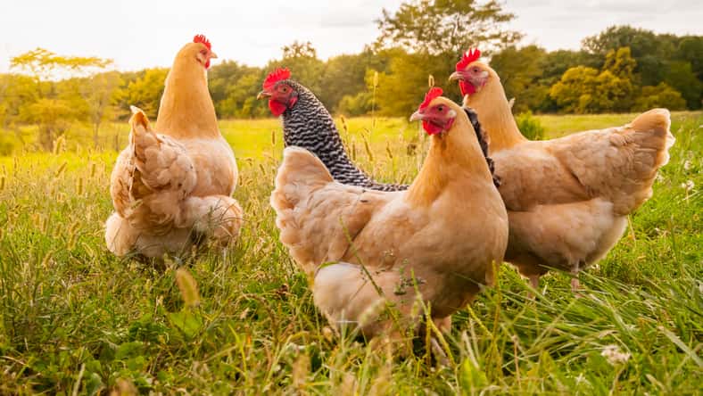 Moonborne - stock.adobe.com - illustrative purposes only, not the actual chickens
