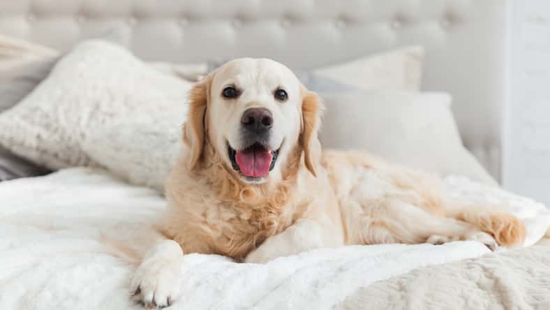 prystai - stock.adobe.com - illustrative purposes only, not the actual dog