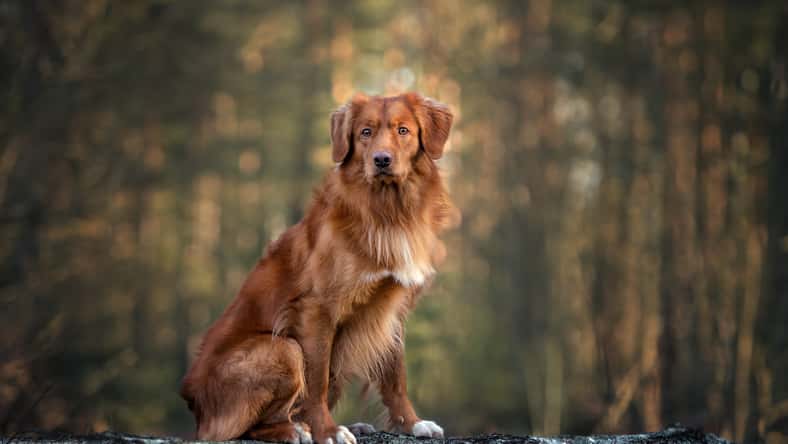 otsphoto - stock.adobe.com - illustrative purposes only, not the actual dog