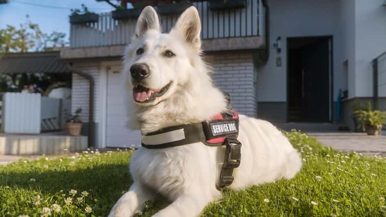 Photo 236978896 © Grejak - Dreamstime.com - illustrative purposes only, not the actual dog