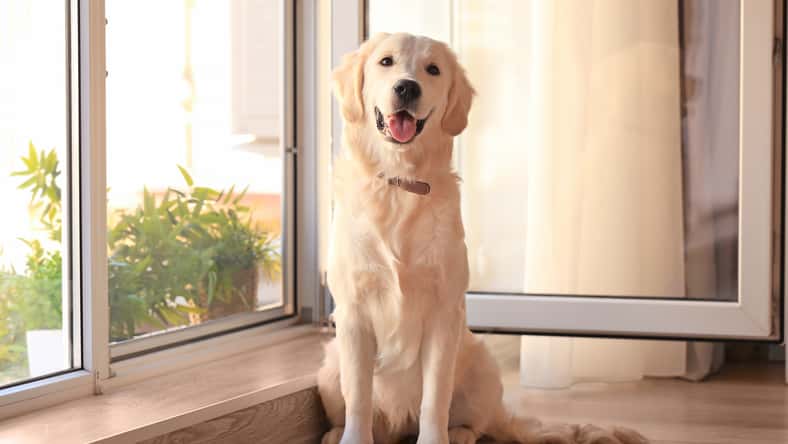 Africa Studio - stock.adobe.com - illustrative purposes only, not the actual dog