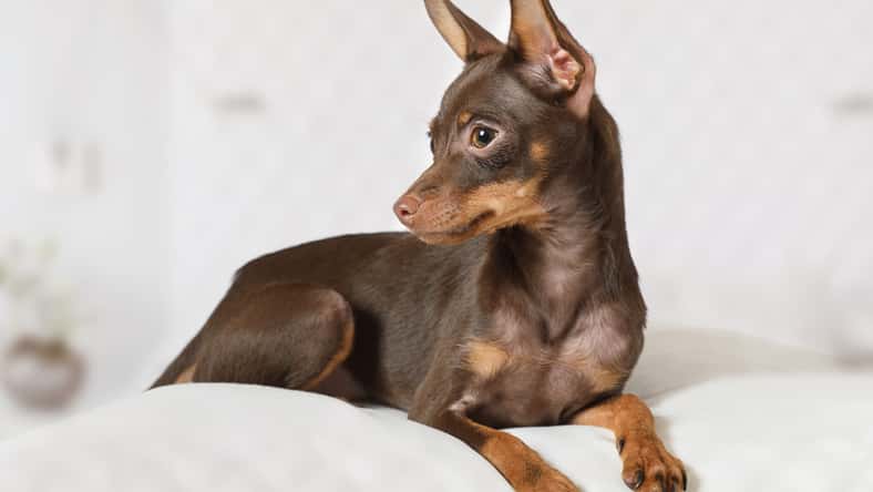 Alexey Kuznetsov - stock.adobe.com - illustrative purposes only, not the actual dog