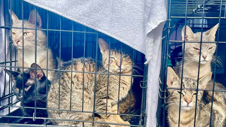 Facebook - pictured above are some of the cats that were rescued