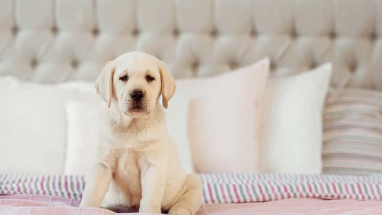 Natalia Chircova - stock.adobe.com - illustrative purposes only, not the actual puppy