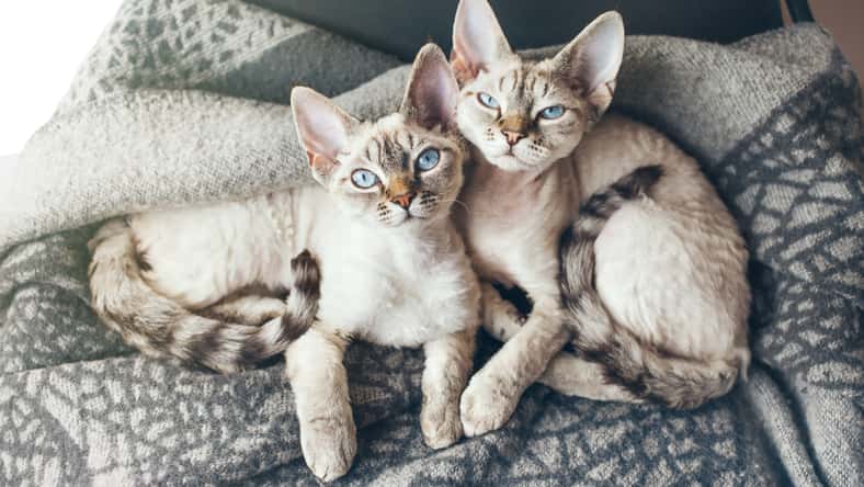 veera - stock.adobe.com - illustrative purposes only, not the actual cats