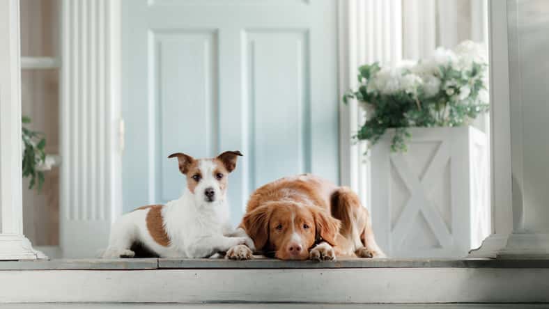 annaav - stock.adobe.com - illustrative purposes only, not the actual dogs