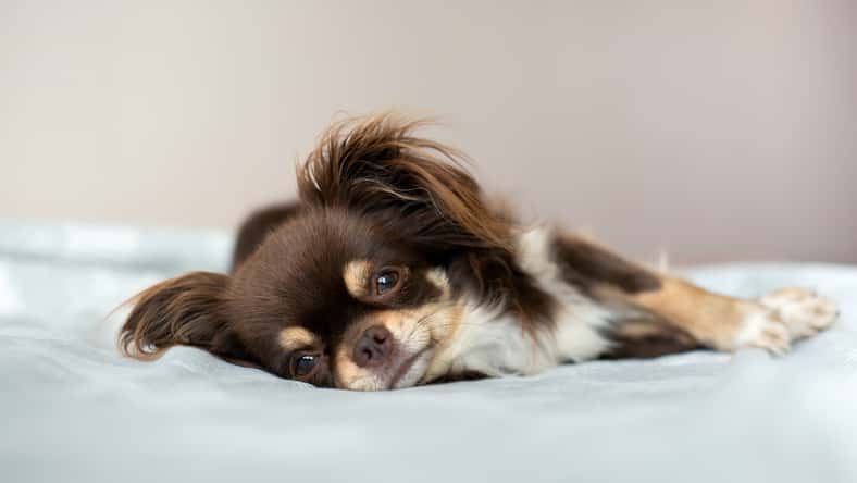 otsphoto - stock.adobe.com - illustrative purposes only, not the actual dog