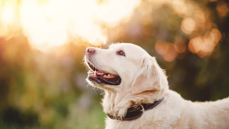 Parilov - stock.adobe.com - illustrative purposes only, not the actual dog
