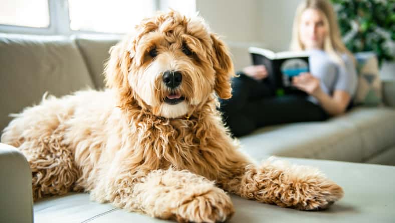 pololia - stock.adobe.com - illustrative purposes only, not the actual person or dog