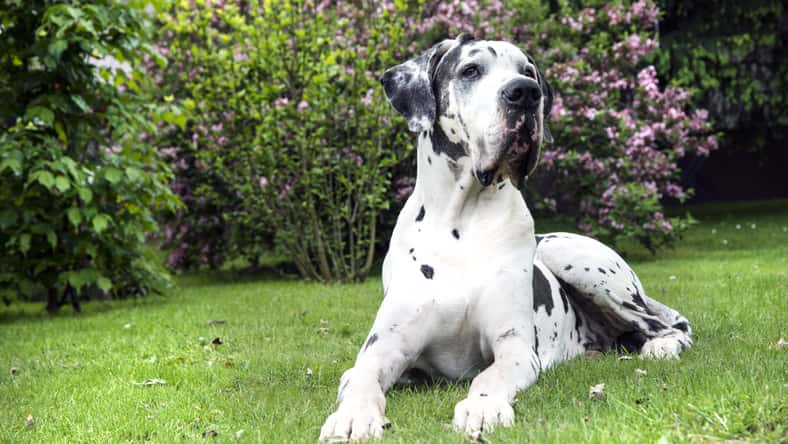 Sonja Birkelbach - stock.adobe.com - illustrative purposes only, not the actual dog