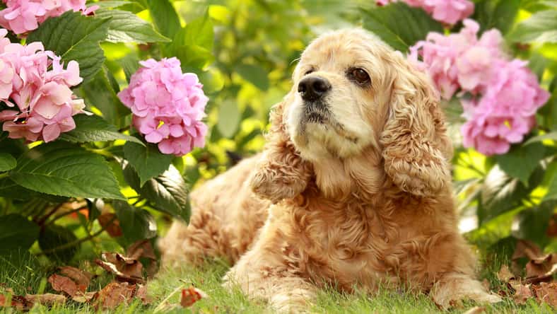 Nataliya_Ost - stock.adobe.com - illustrative purposes only, not the actual dog
