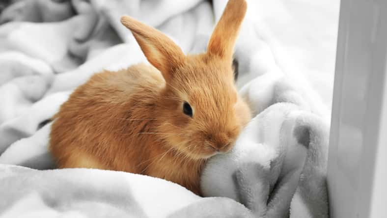 Pixel-Shot - stock.adobe.com - illustrative purposes only, not the actual bunny