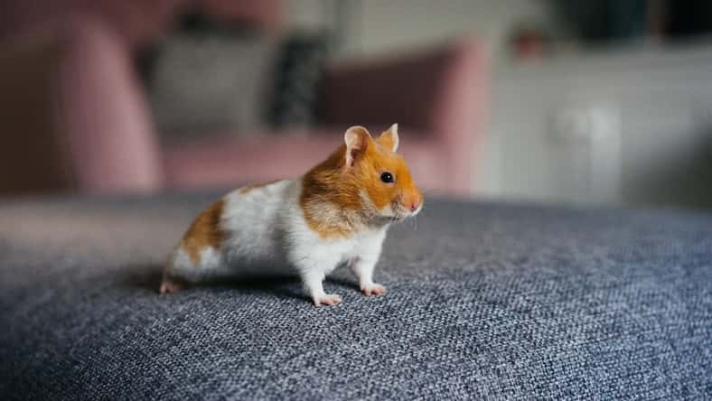 Melissa Keizer - stock.adobe.com - illustrative purposes only, not the actual hamster