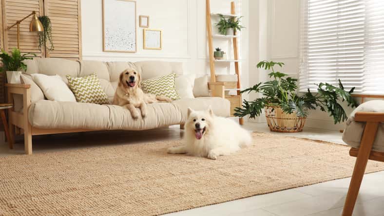 New Africa - stock.adobe.com - illustrative purposes only, not the actual dogs