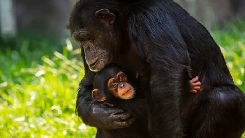Patrick Rolands - stock.adobe.com - illustrative purposes only, not the actual chimpanzees