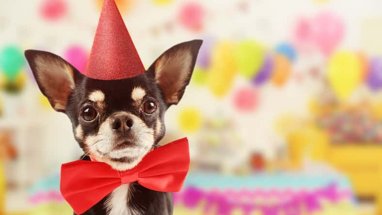 Africa Studio - stock.adobe.com - illustrative purposes only, not the actual dog