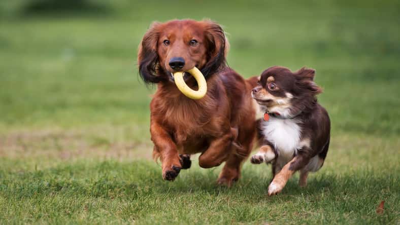 otsphoto - stock.adobe.com - illustrative purposes only, not the actual dogs