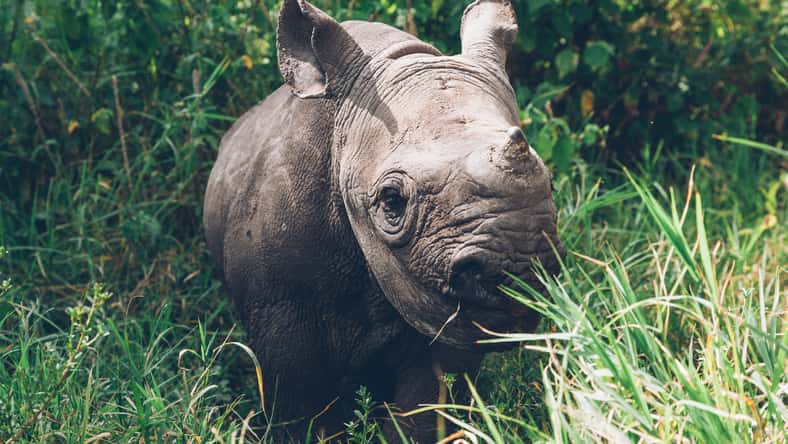 M. Mendelson - stock.adobe.com- illustrative purposes only, not the actual rhino