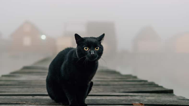 Laszlo - stock.adobe.com- illustrative purposes only