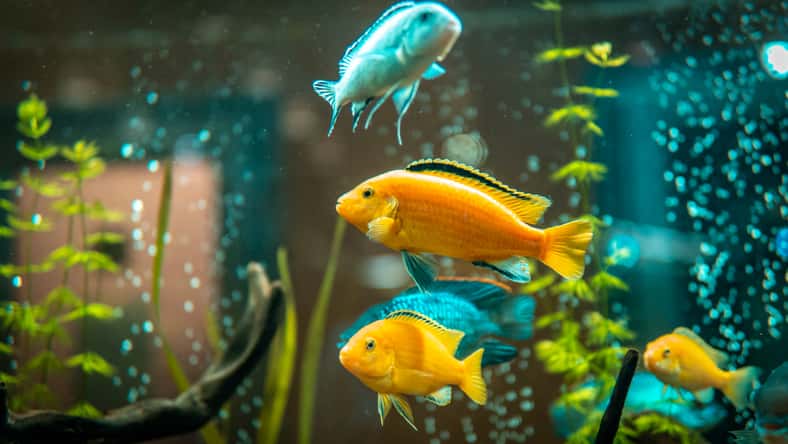 solidmaks - stock.adobe.com - illustrative purposes only, not the actual fish