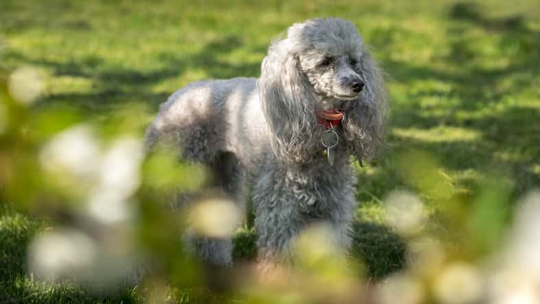 petrsvoboda91 - stock.adobe.com - illustrative purposes only, not the actual dog