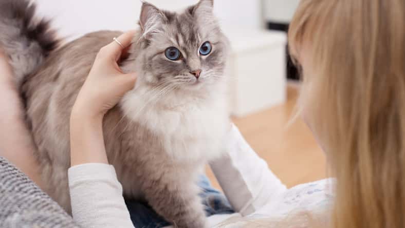 rock_the_stock - stock.adobe.com- illustrative purposes only, not the actual person or cat
