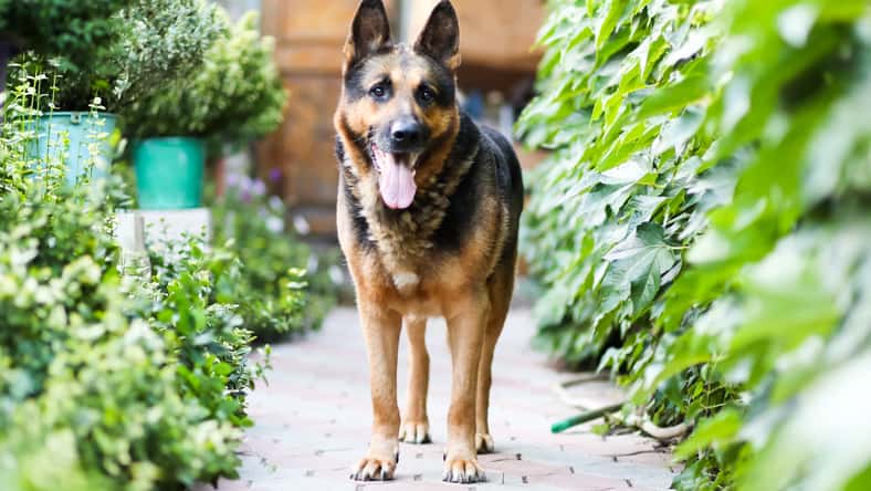 anisha_mur - stock.adobe.com-  illustrative purposes only, not the actual dog