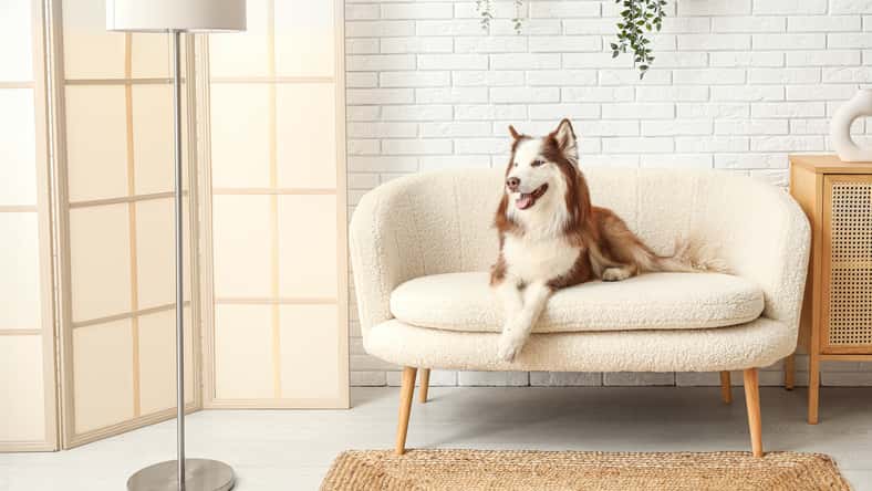 Pixel-Shot - stock.adobe.com- illustrative purposes only, not the actual dog