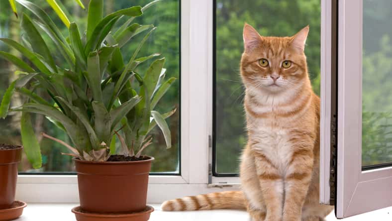 Okssi - stock.adobe.com - illustrative purposes only, not the actual cat