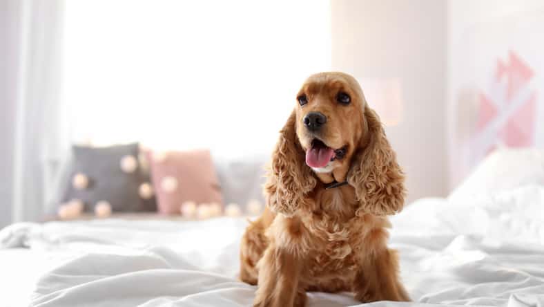 ID 131513758 - © Chernetskaya - Dreamstime.com - illustrative purposes only, not the actual dog