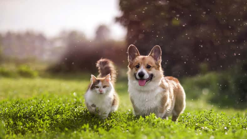 ID 221601248 - © Natalia Bachkova - Dreamstime.com - illustrative purposes only, not the actual cat or dog