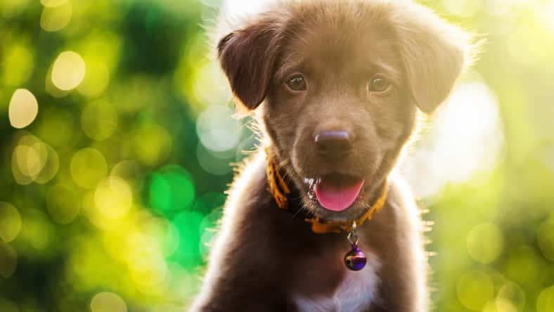 ID 87800014 - © Blanscape - Dreamstime.com - illustrative purposes only, not the actual dog