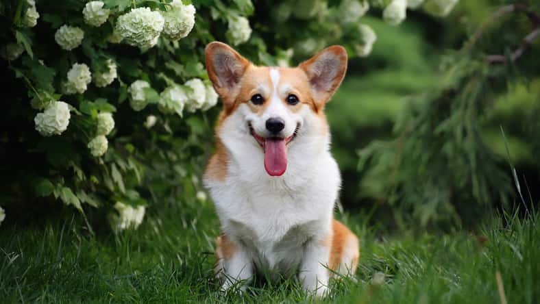 Yana - stock.adobe.com- illustrative purposes only, not the actual dog