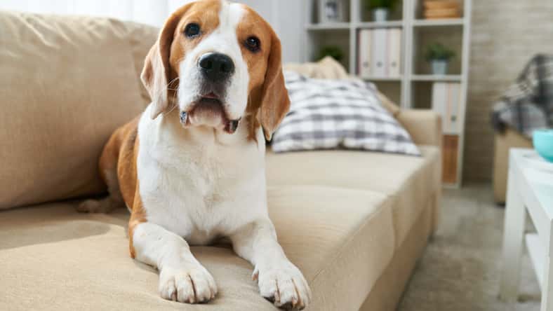 Seventyfour - stock.adobe.com- illustrative purposes only, not the actual dog